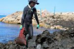 Questions d’environnement / Pourquoi certaines plages algériennes sont-elles envahies d’algues ?