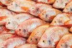 Aquaculture : nouvelle plateforme numérique dédiée à la commercialisation du tilapia rouge