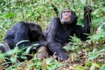 En Ouganda, une « guerre civile » entre chimpanzés fait rage depuis des années et intrigue les chercheurs